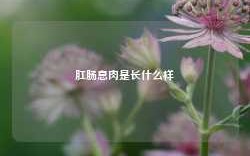 肛肠息肉是长什么样