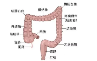 世界肠道健康日：“第二大脑”健康你了解多少科技赋能电影，互动电影开启电影新格局